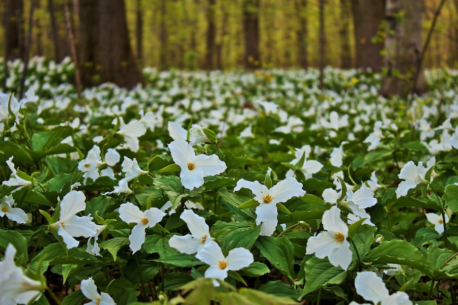 Test